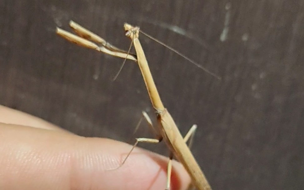 出现在墙角的野生c箭(矮瘤刺螳)