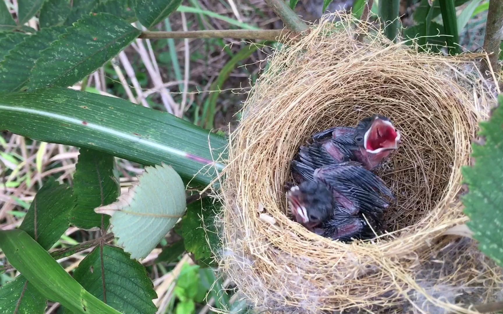 家里后院的鸟巢,不知道是什么鸟?