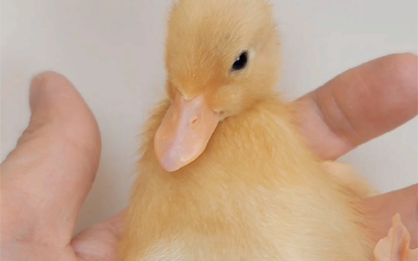 小柯尔鸭:就送我个赞吧!