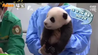 像养小孩一样精心，所以把福宝养的人里人气，可能在福宝眼里她就是爷爷的亲孙女