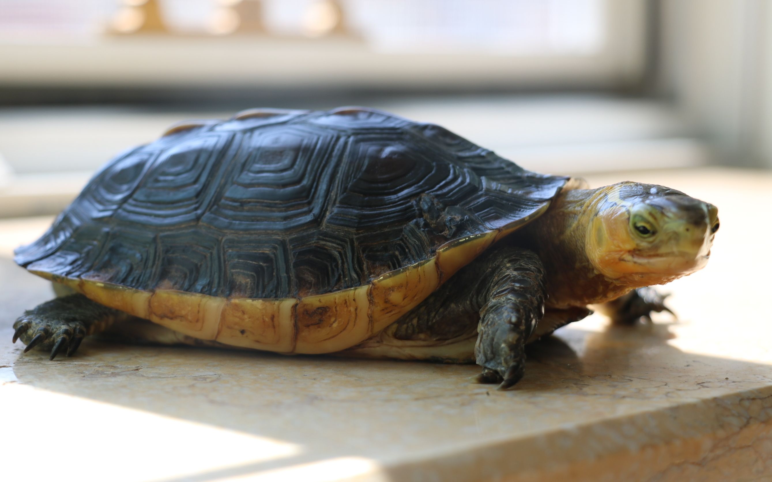 我终于有安缘啦应该是今年买的最后一个龟小小黄缘开箱视频