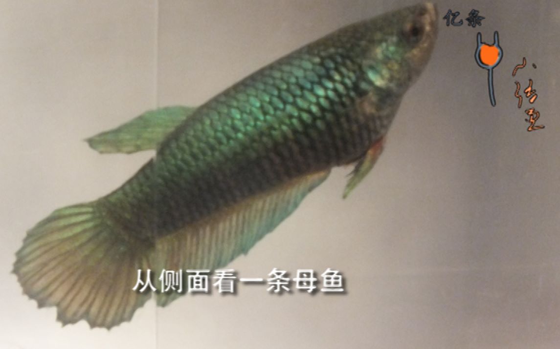 中国斗鱼分辨雌雄图图片