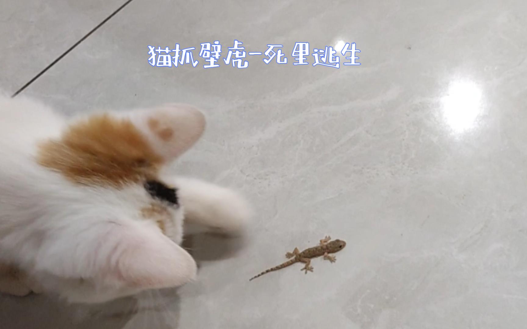 猫抓壁虎死里逃生哔哩哔哩bilibili