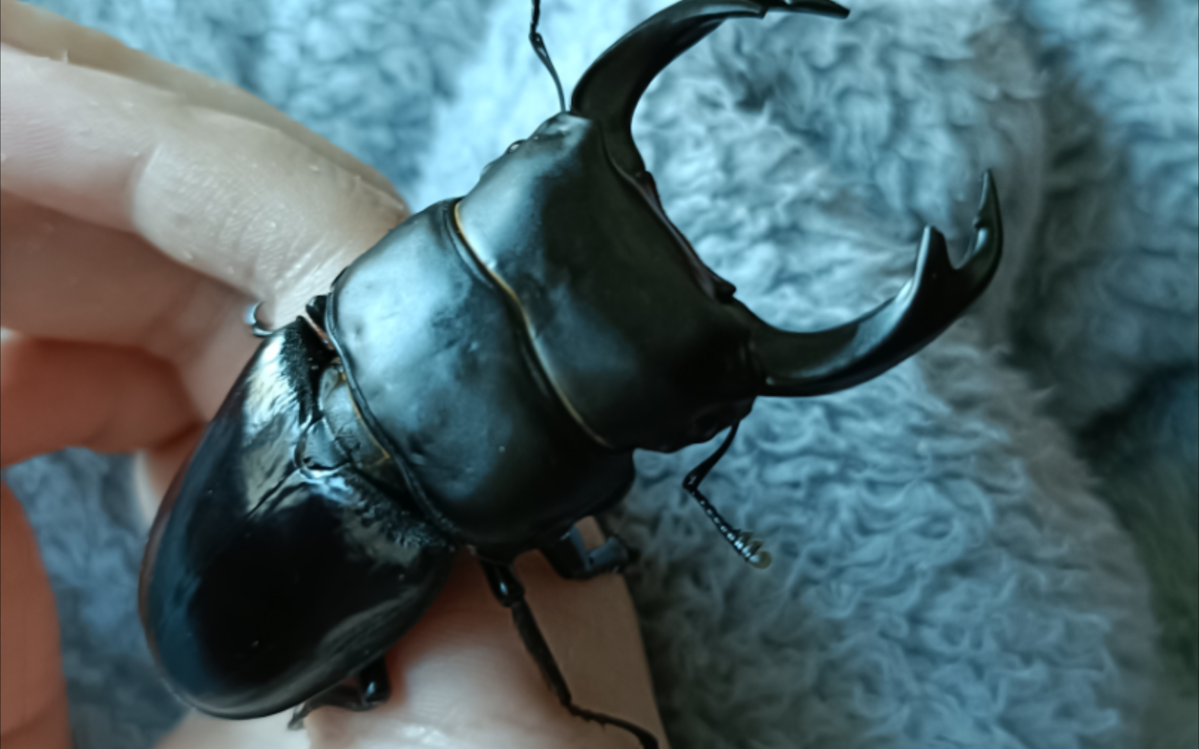 85mm中国扁锹vs84.7mm中国扁锹