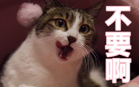 小公猫被男主人亲到怀疑猫生!