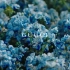 【时尚 | GUCCI】Blue Blooms Accessories系列广告