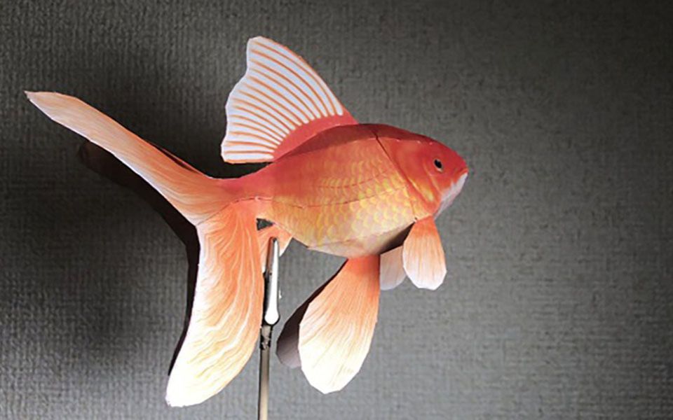 金鱼 纸模型制作过程