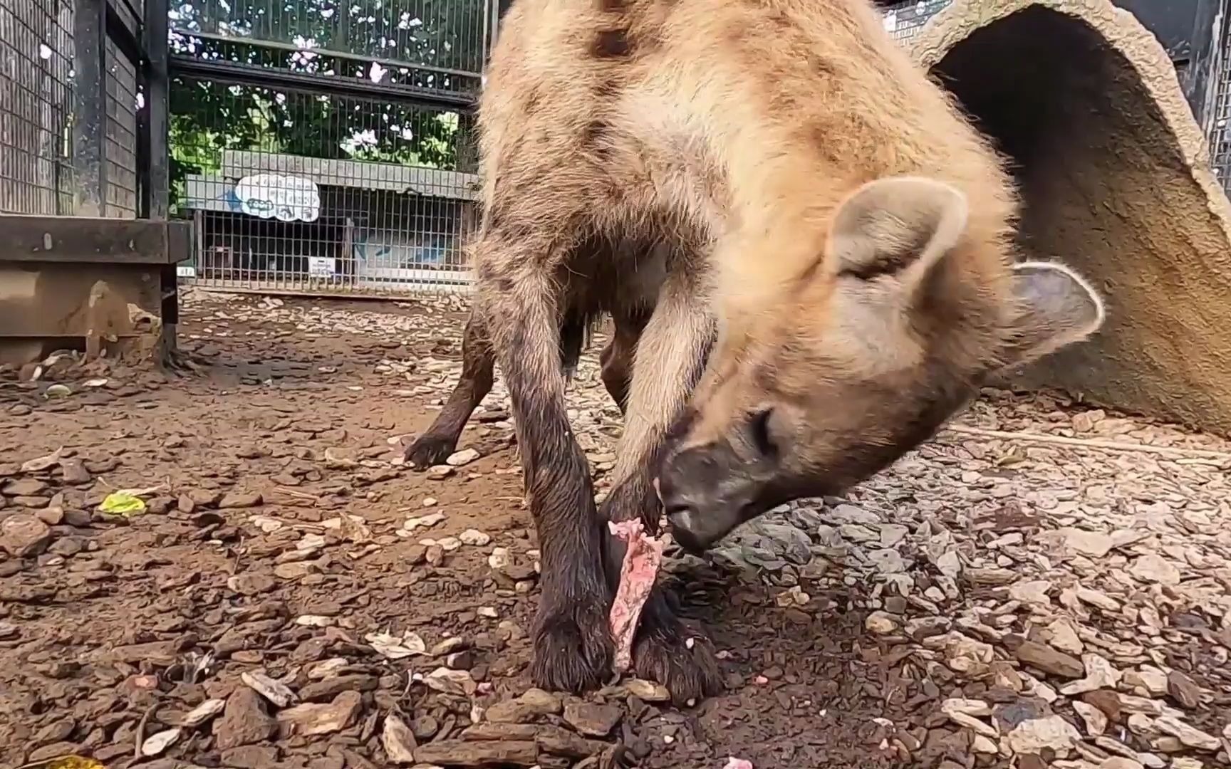 一只斑鬣狗站在大门口眼睛黑溜溜爱吃肉骨头