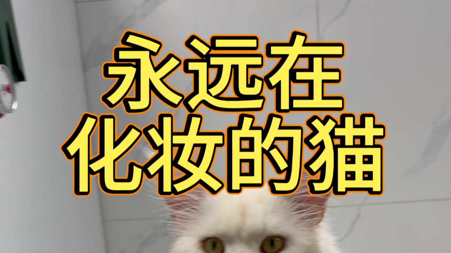 永远在化妆的猫