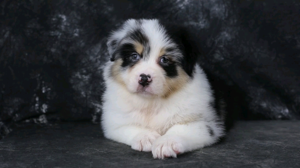 尚品澳牧 中国澳牧排行一刺客的蓝陨石女儿