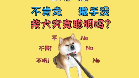 柴犬究竟聪明吗 狗智商排名在哈士奇后 但主人却说它不笨 哔哩哔哩