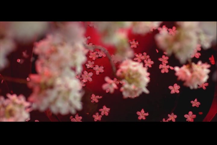 [图]（剪辑）樱花乱【恶女花魁】 没有不会开花的樱花树， 也没有能逃离鱼缸的金鱼