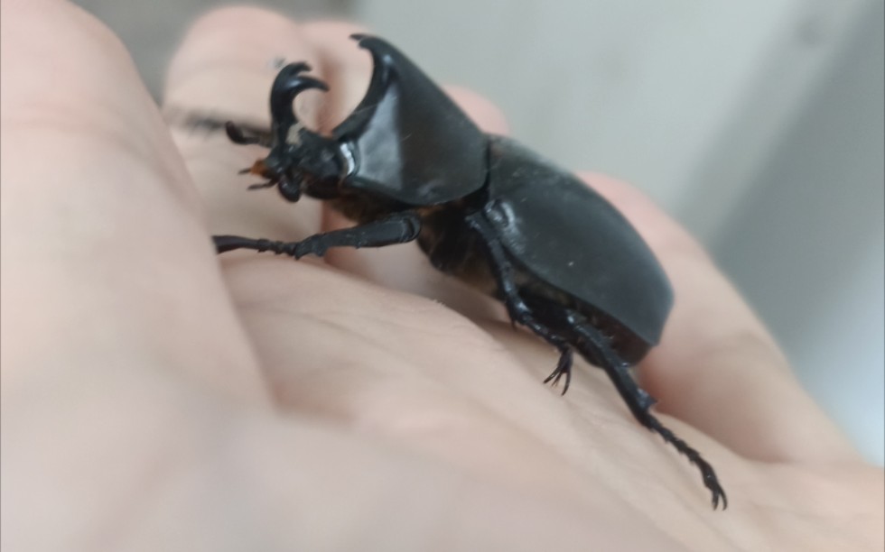 活动  校园里找到的一只小的姬兜!帅啊啊啊啊!