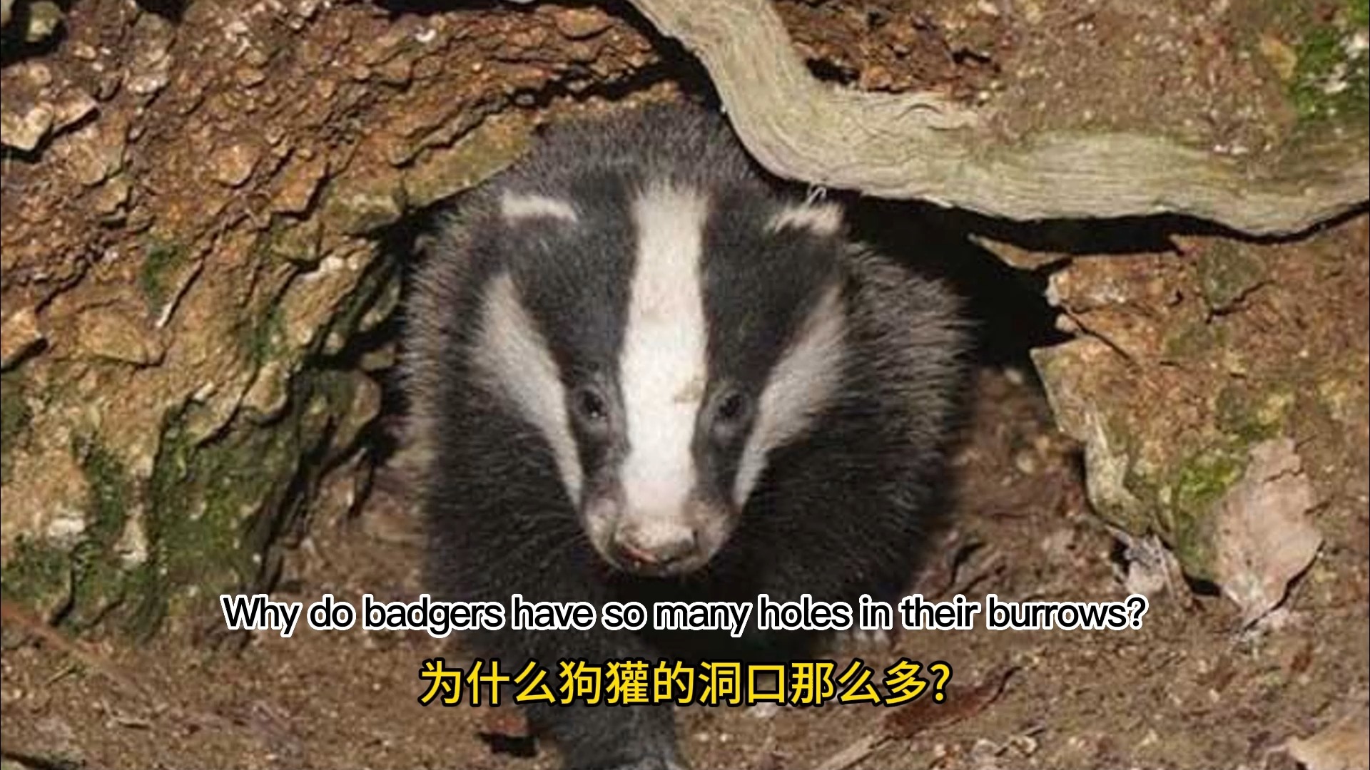为什么狗獾的洞口那么多?中英字幕