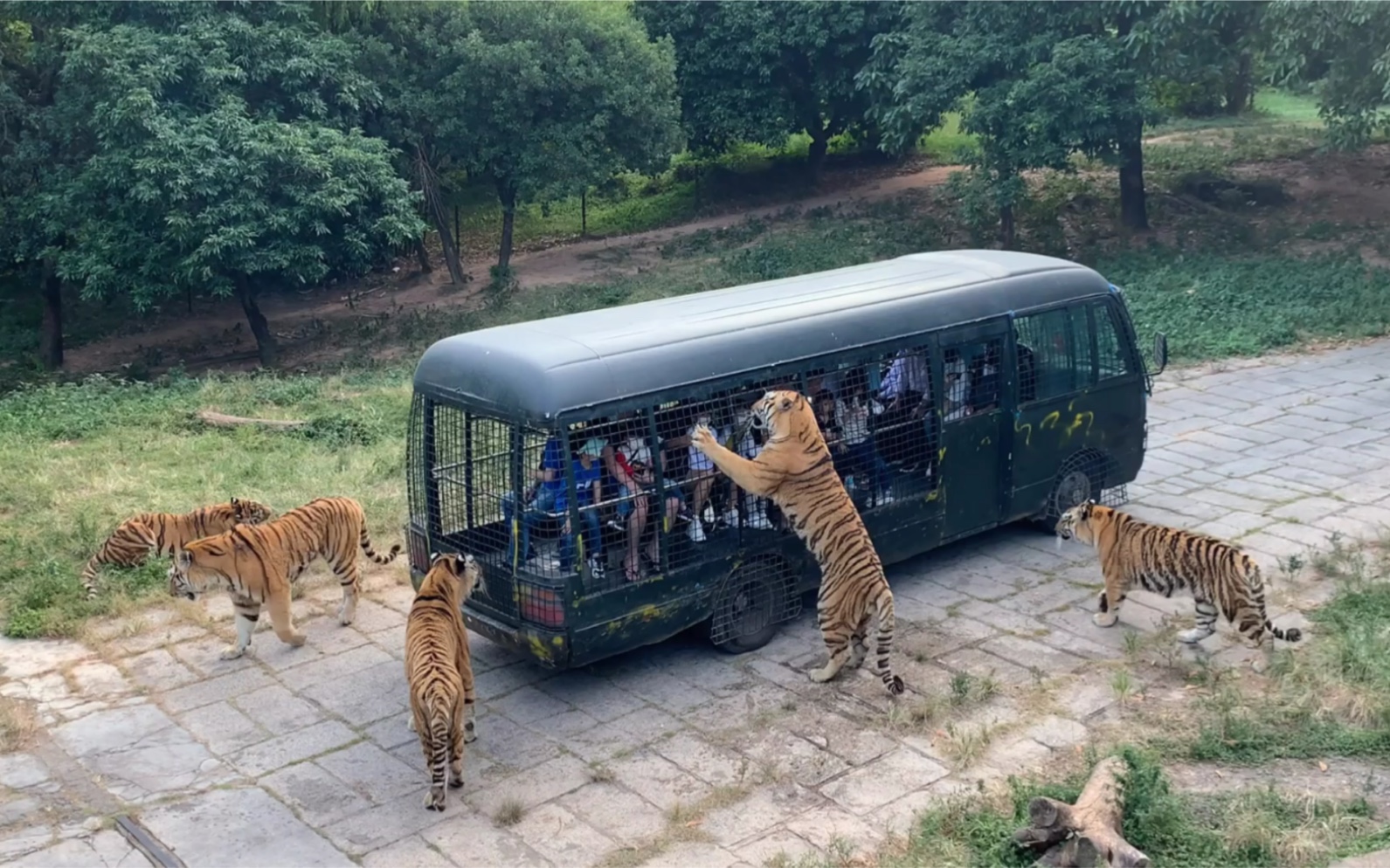 深圳动物园猛兽谷,看完视频你就知道有什么猛兽
