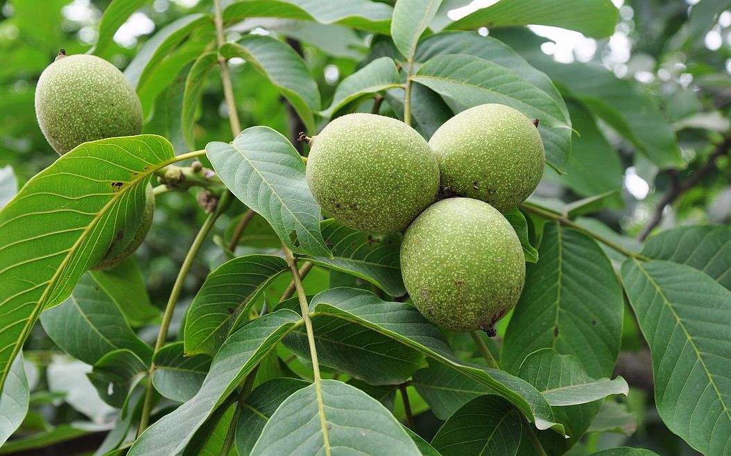 核桃种植技术 清香核桃种植 核桃播种育苗时间及方法 核桃苗管护哔哩哔哩bilibili