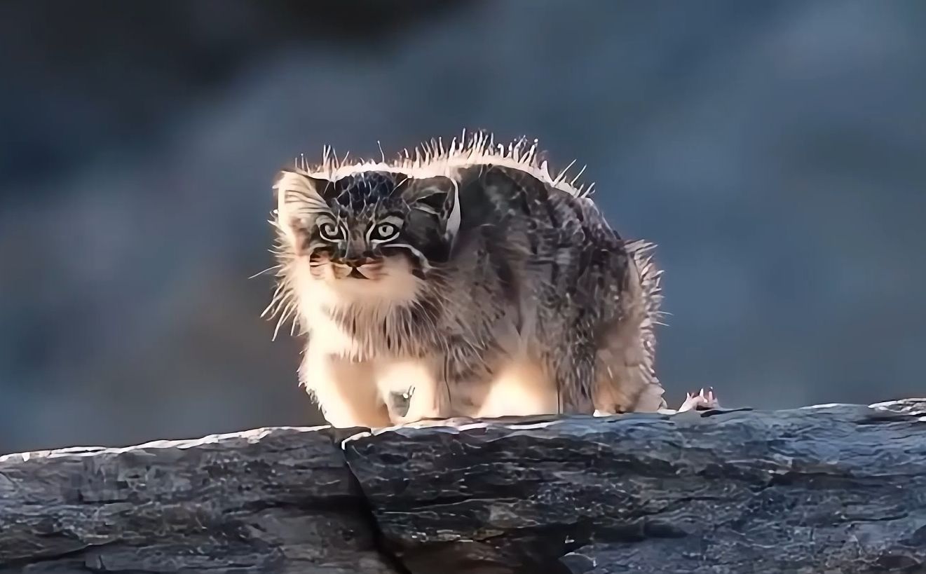 "脆皮猛兽"兔狲,高原三傻之一,却和藏狐成为一生宿敌