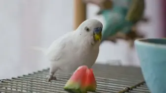 小鹦鹉吃西瓜