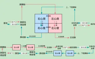 Download Video: 前后负荷1——血液循环系统流程图