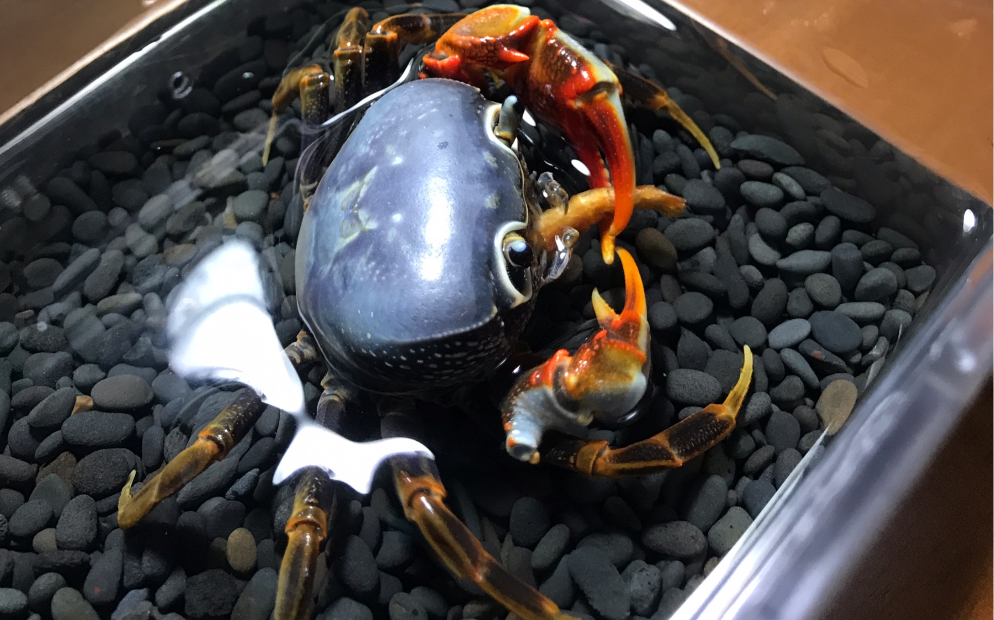 广州南海溪蟹喂食凶猛状态