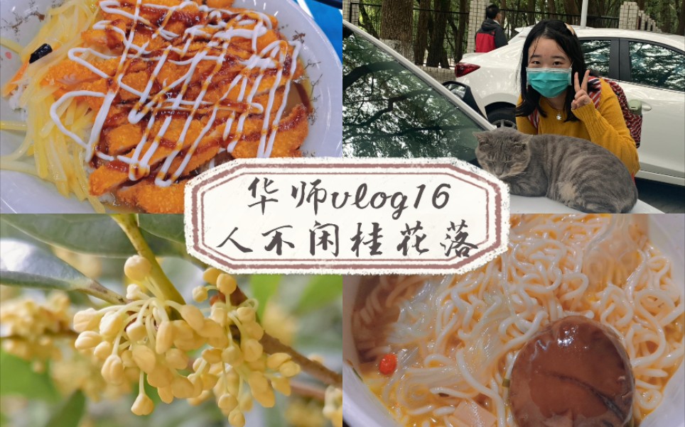 [图]华师vlog16｜人不闲桂花落