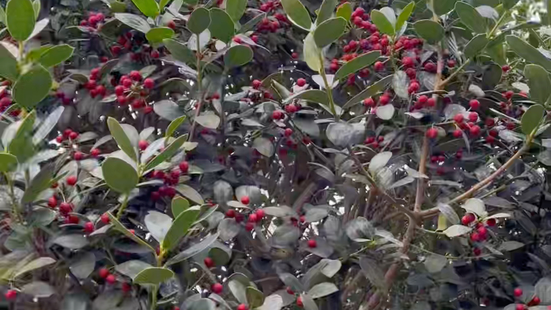 今日看一颗矮霸无刺枸骨,非常漂亮#枸骨 #造型树 #别墅庭院植物