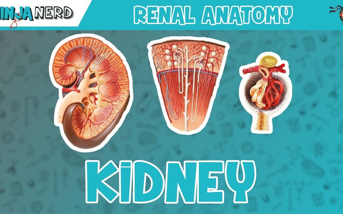 【油管搬运 自制渣翻】肾脏解剖模型 renal | kidney anatomy model