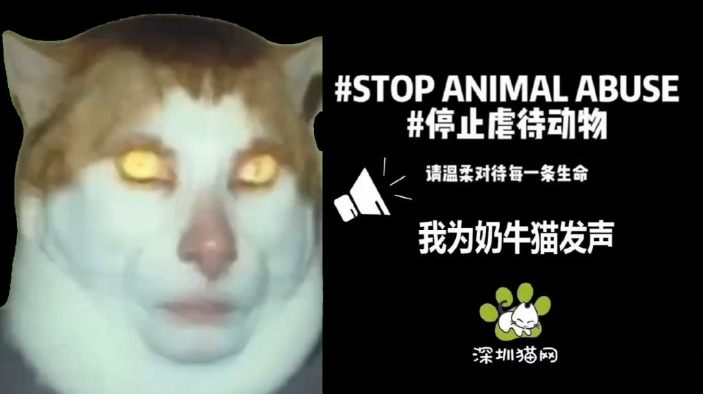 奶牛猫monday left me broke