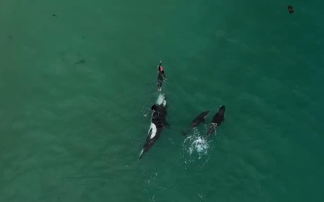 新西兰虎鲸调戏游泳者虎鲸也可以这样撸哦