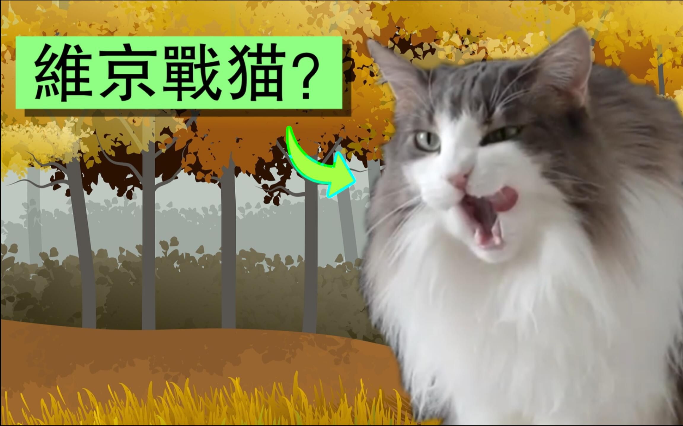 挪威森林猫百科 了解这只北欧传奇猫的一切哔哩哔哩bilibili