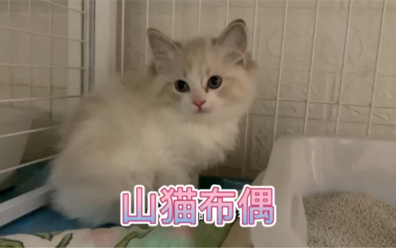 一只长相甜美可爱的山猫布偶哔哩哔哩bilibili