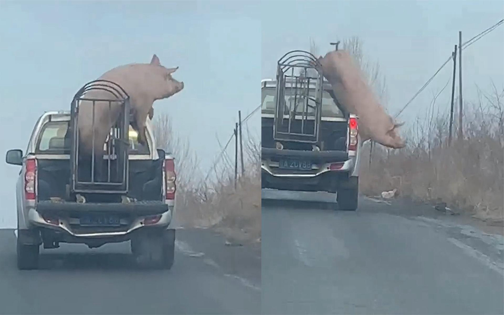 猪被拉走的搞笑图片图片