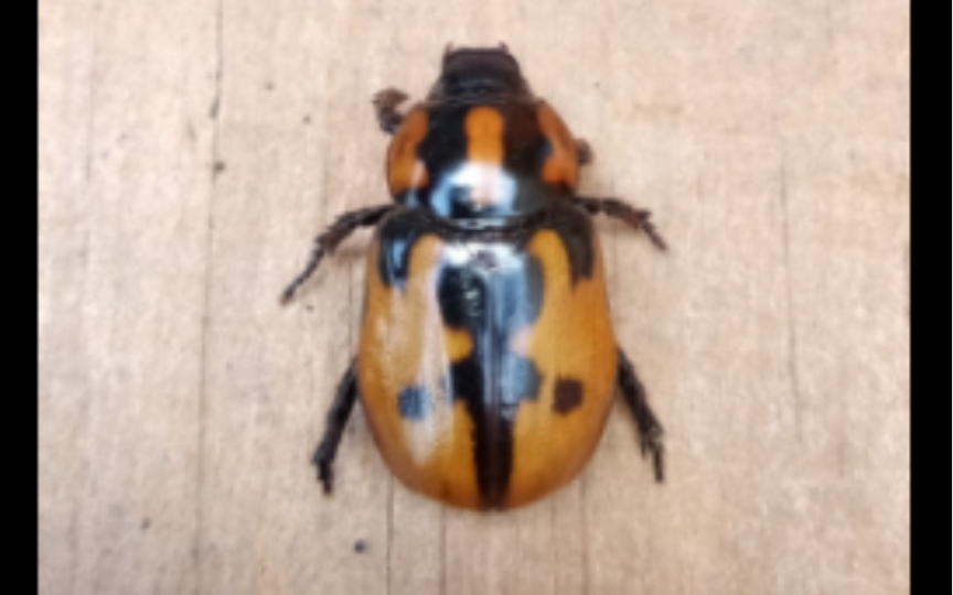 这竟然是兜虫?来自美洲的兜虫Cyclocephala mafaffa哔哩哔哩bilibili