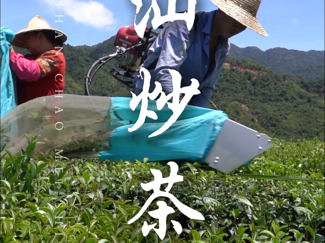 坪上炒茶图片