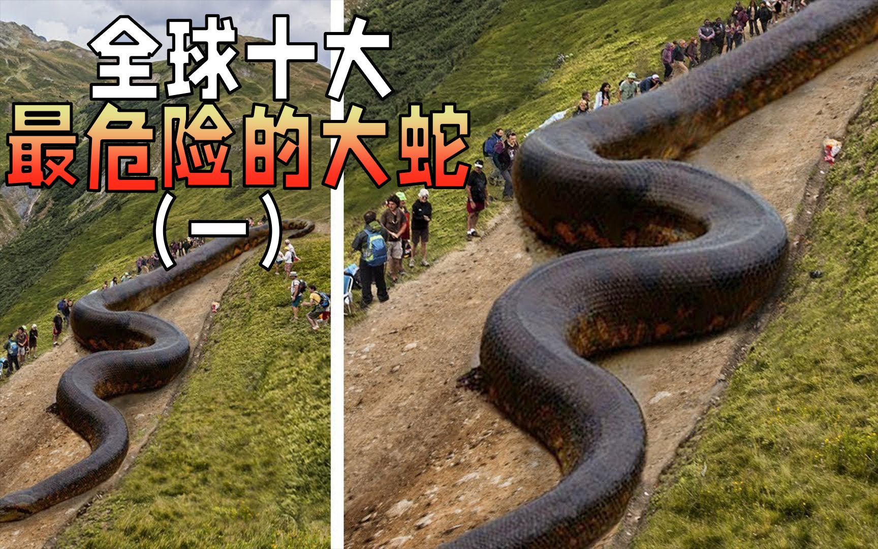 盘点全球十大最危险的大蛇一毒性最强的蛇十几分钟内可致命