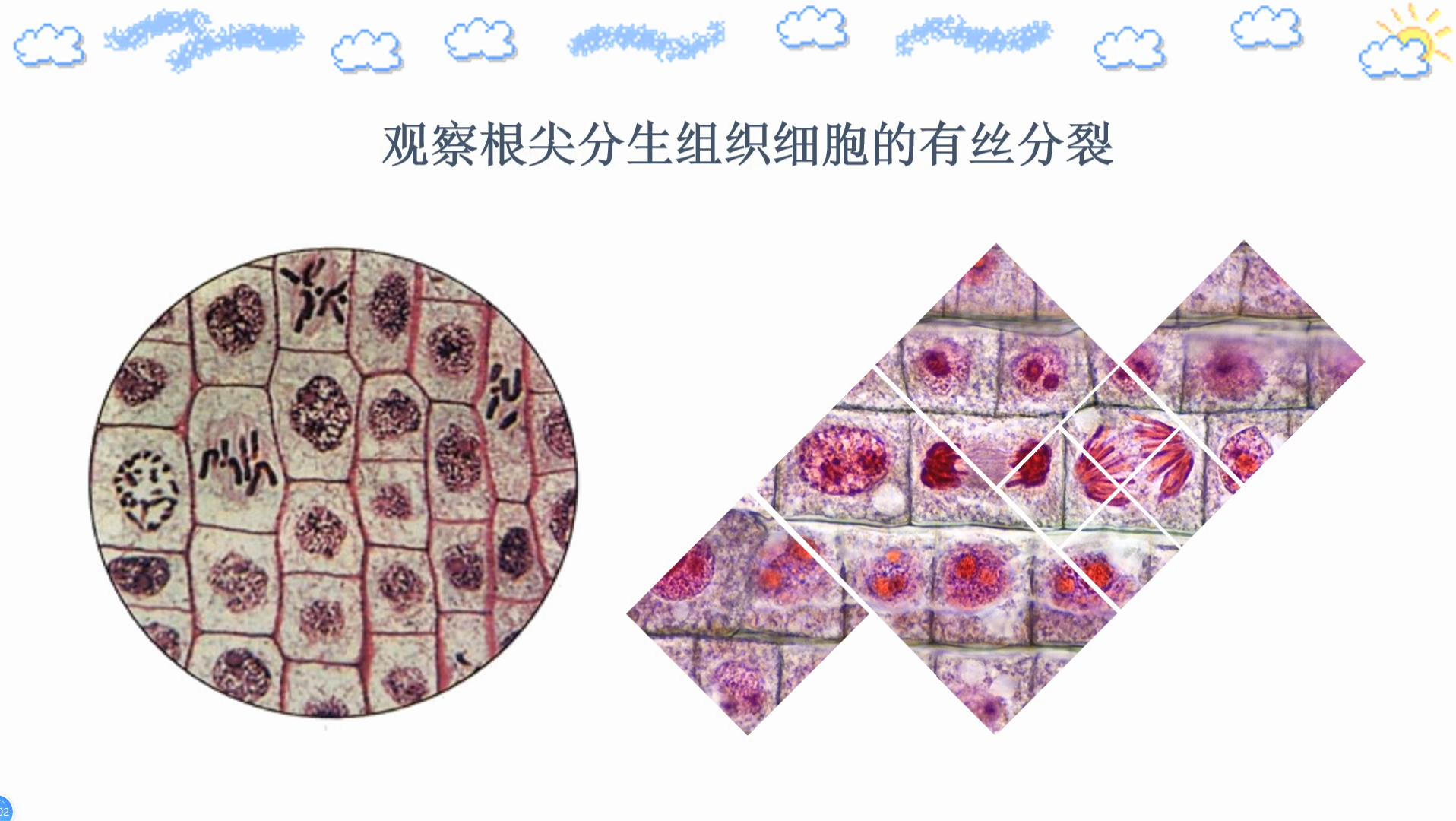 观察洋葱根尖分生区细胞有丝分裂