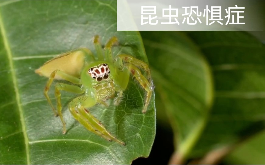 世界上有不少人对于昆虫心存恐惧你不进来试试吗