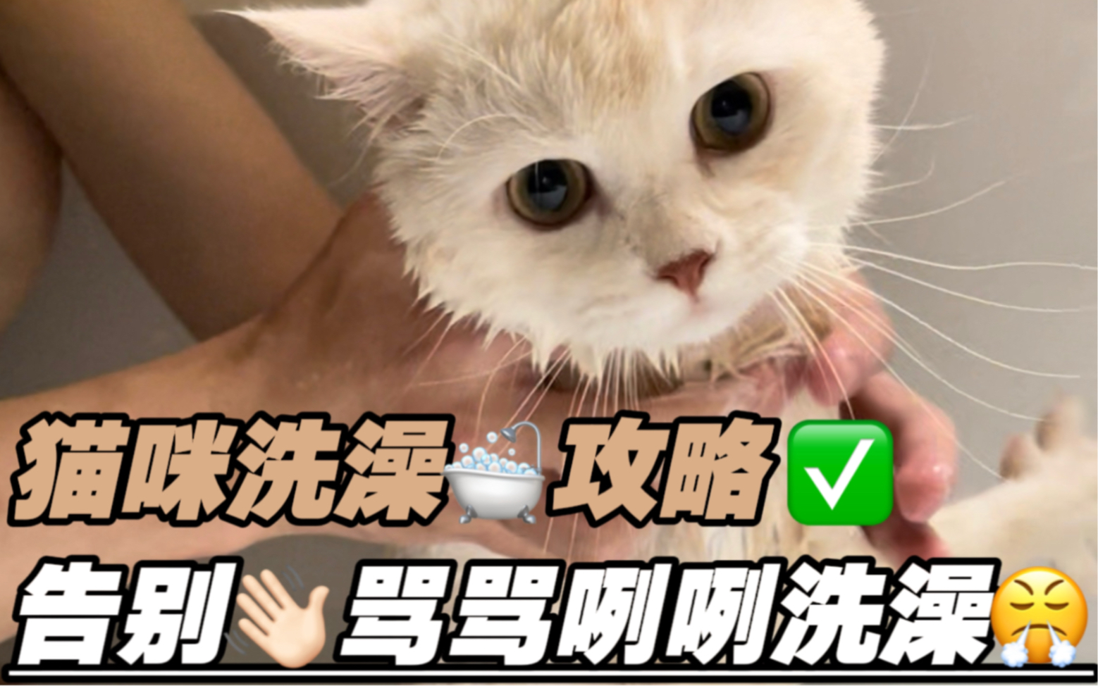 这样洗澡真的很简单!猫咪洗澡禁忌和方法哔哩哔哩bilibili