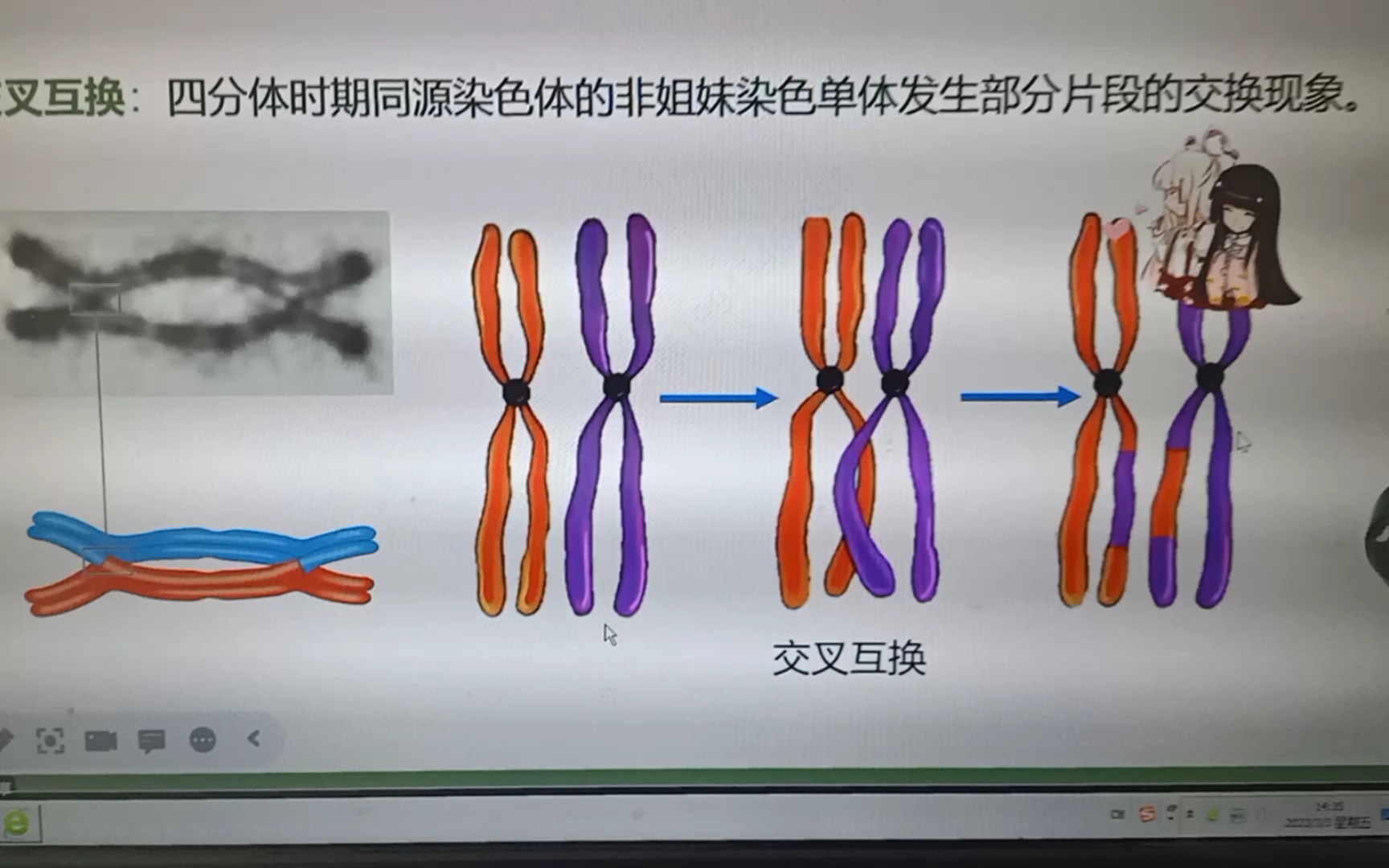 一对姐妹染色单体图片