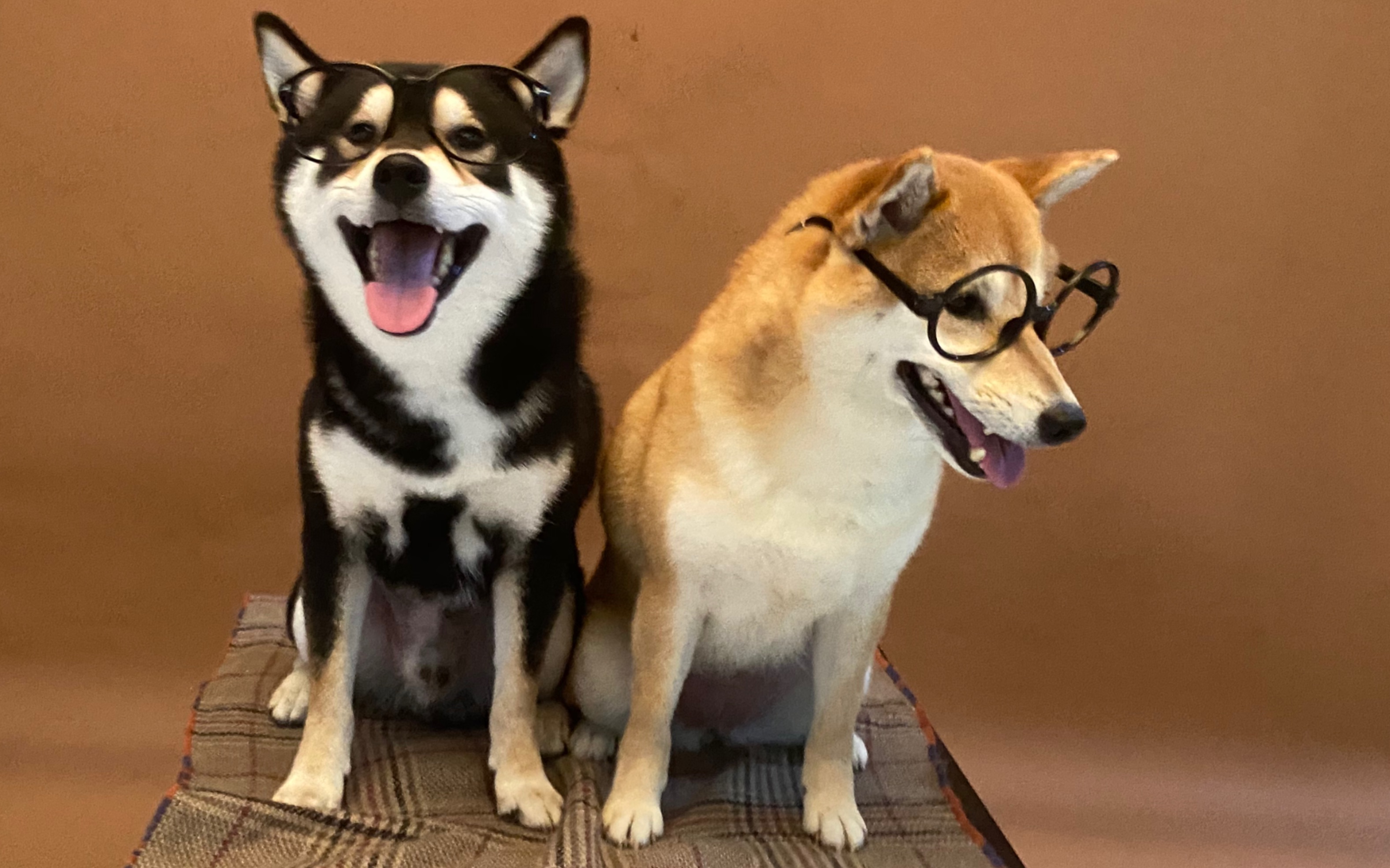 我就是!李超标! | 黑柴与赤柴×3的一天vlog