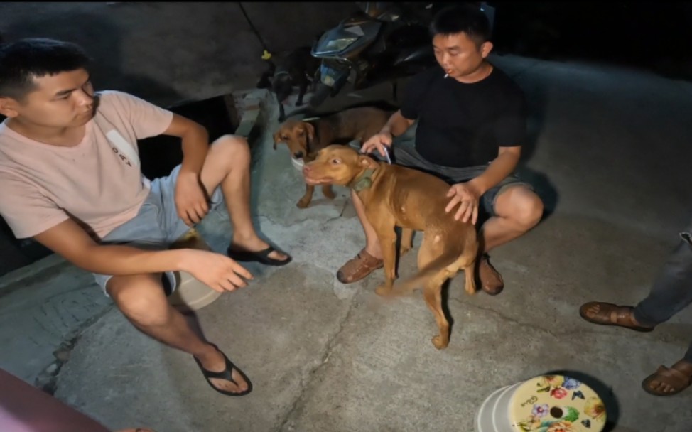 深夜拿下五条实战猎犬,大哥退坑不玩了,都是普罗特串出来的后代哔哩哔哩bilibili