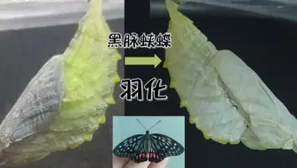 恐虫勿入 来自异国他乡的蚕蛾 Automeris Io 羽化实录 哔哩哔哩 Bilibili