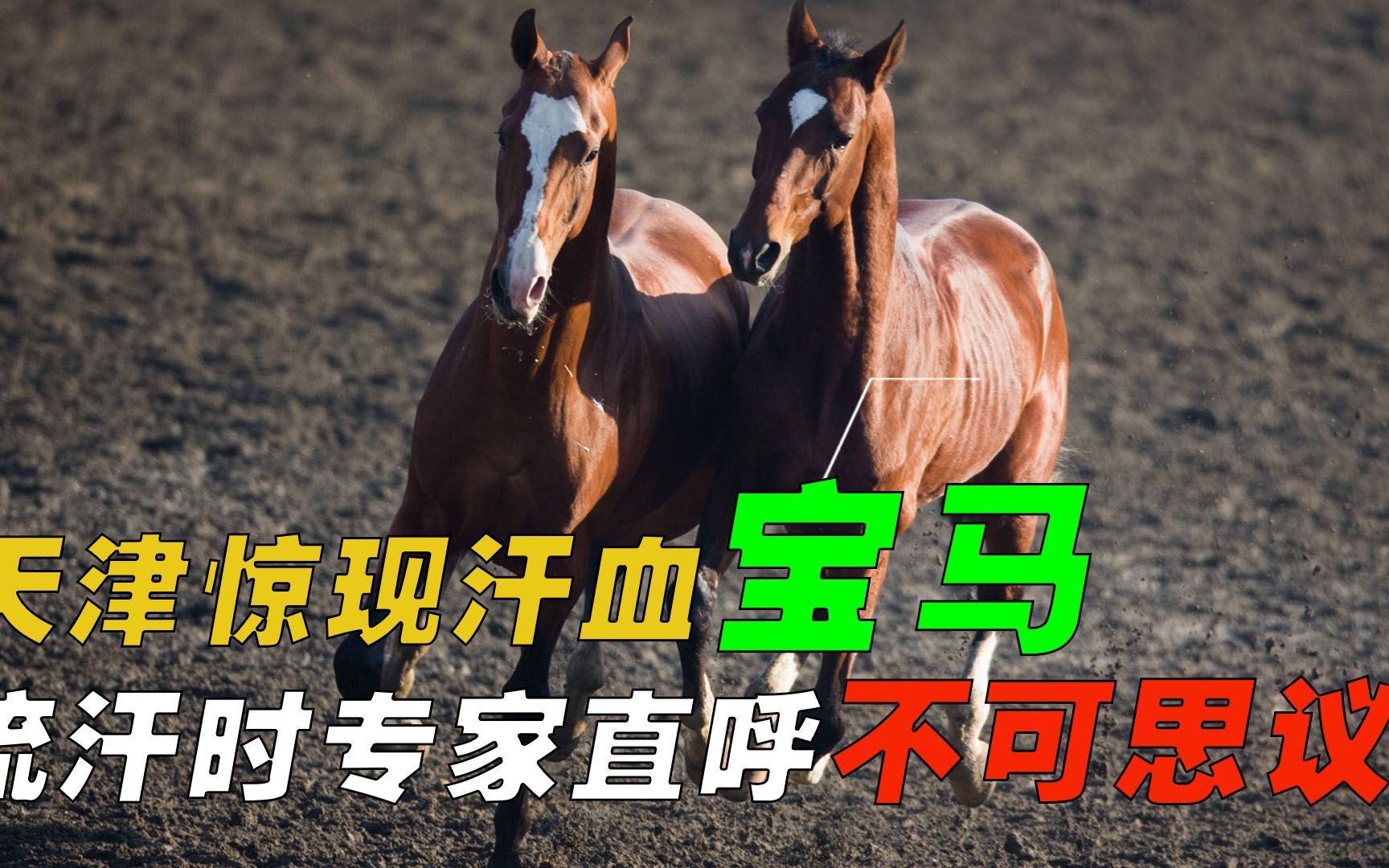 天津惊现汗血宝马,流汗时专家直呼不可思议,汗血马真的存在?