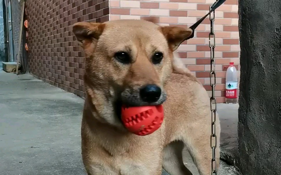 玩球的怂狗一只