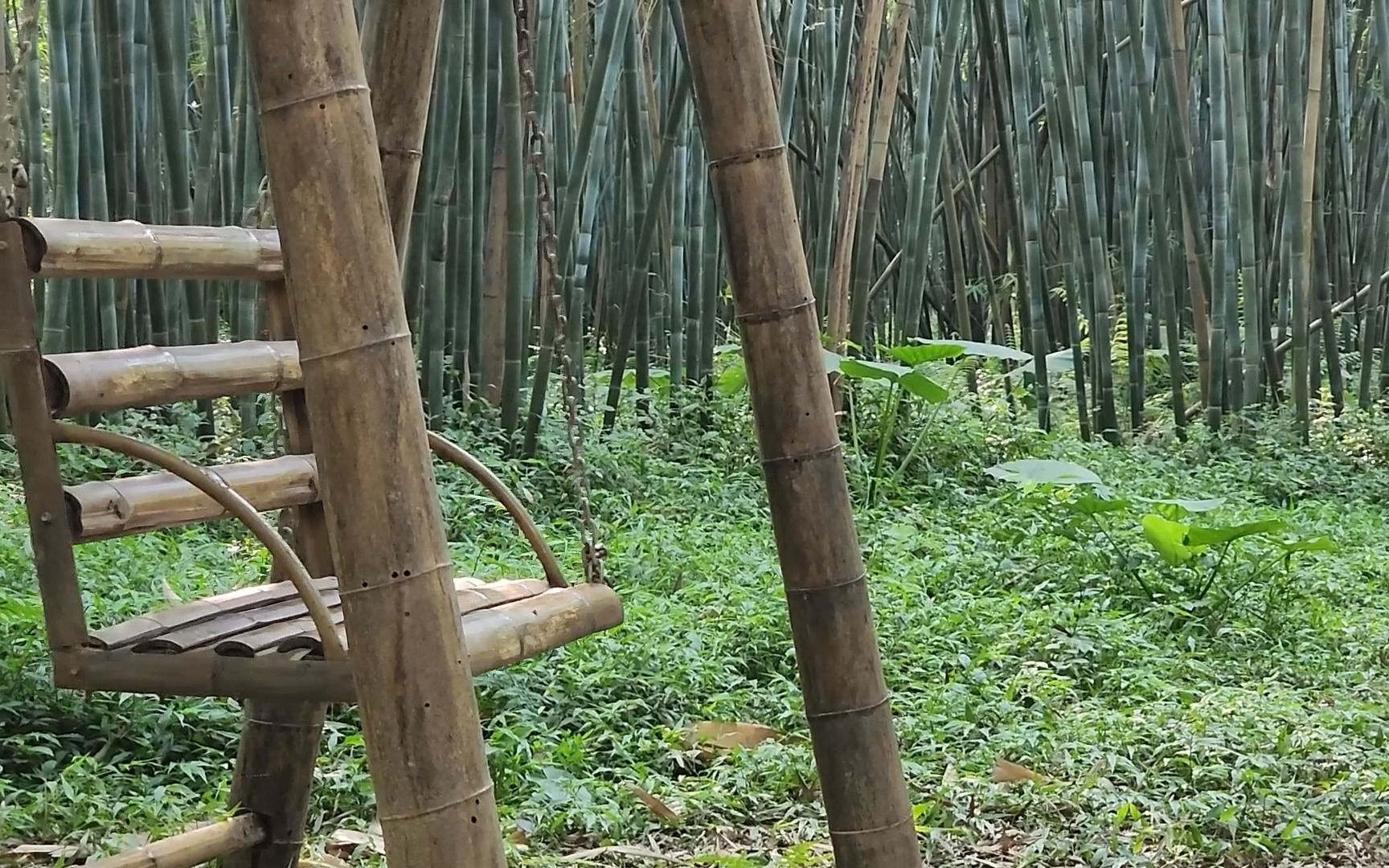 且听竹语——广宁寻竹之三