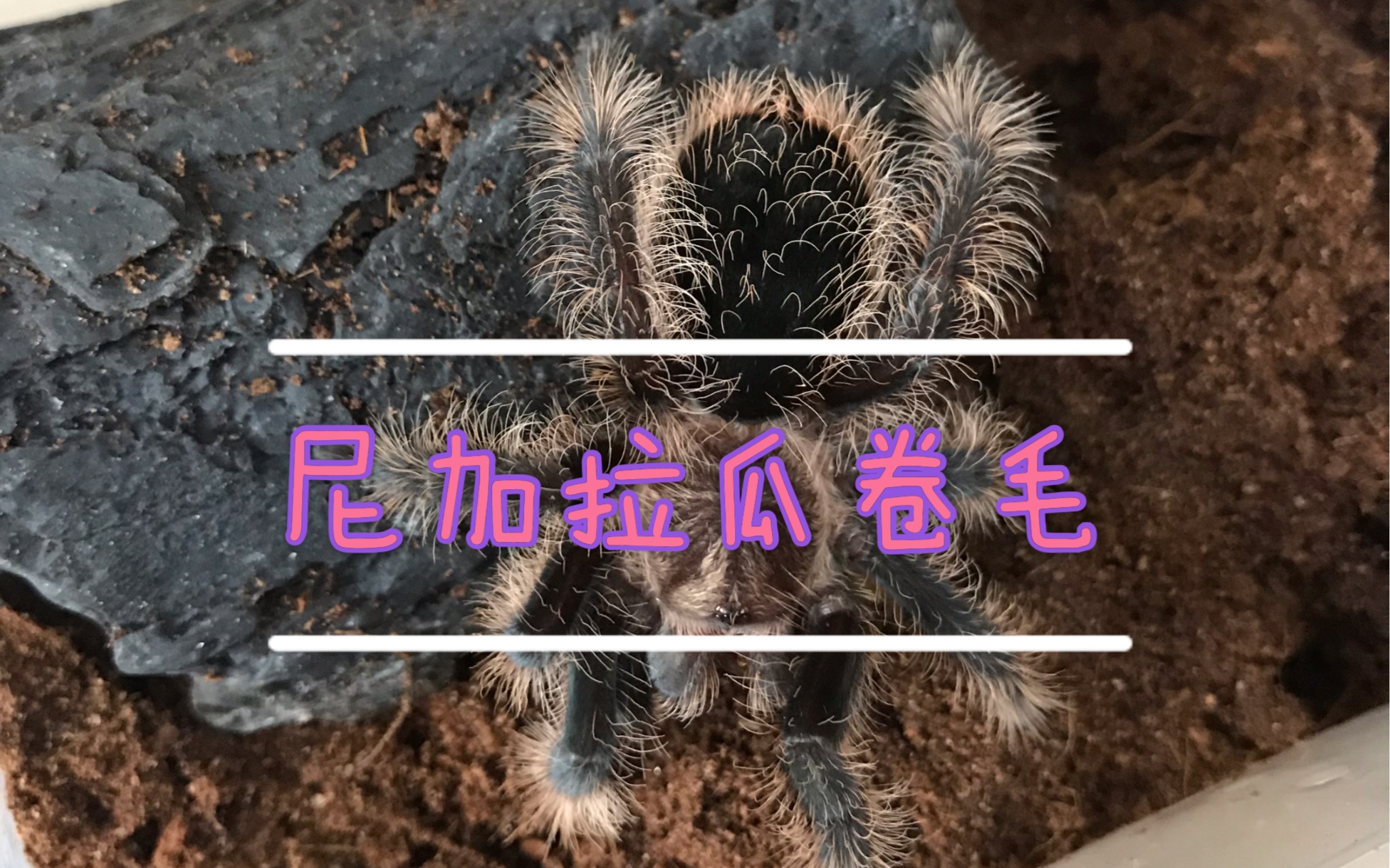 这个卷毛不一样,花钱买皮肤了吧,尼加拉瓜卷毛的日常视频