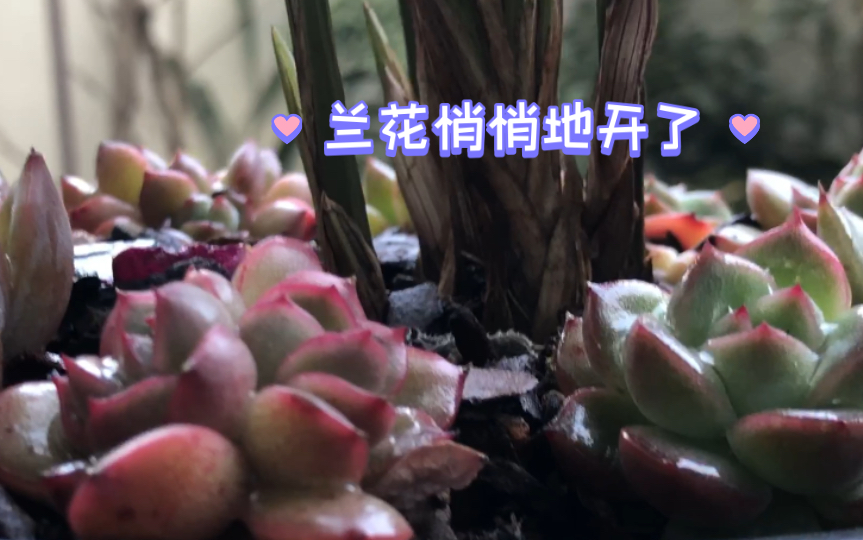 突然闻到兰花的香味,才发现院子里好几盆兰花开了.哔哩哔哩bilibili