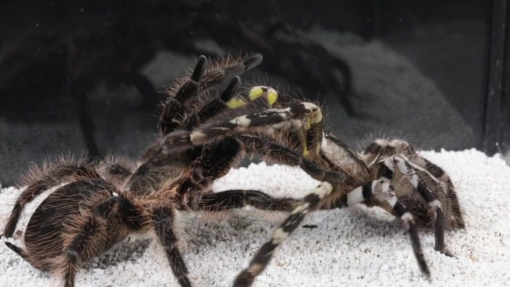 史诗般的大蜘蛛大战狼蛛