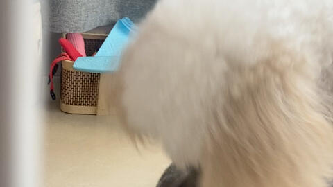 一个多月没见面的毛利 6个月 和昆布 十岁 日常 哔哩哔哩 一个多月没见面的毛利 6个月 和昆布 十岁 日常 哔哩哔哩