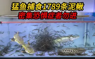 猛鱼捕食挑战，在鱼缸里放1800条泥鳅，结局会是怎样